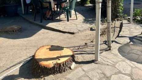 Кметът нареди ревизия на документацията, касаещи сеч на дървета във Варна
