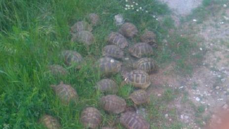 В Хасково пуснаха в естествена среда 38 сухоземни костенурки