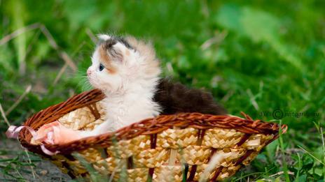 Котките, които носят късмет (СНИМКИ)