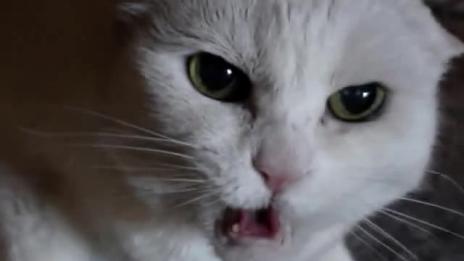Котка побърка възрастно семейство