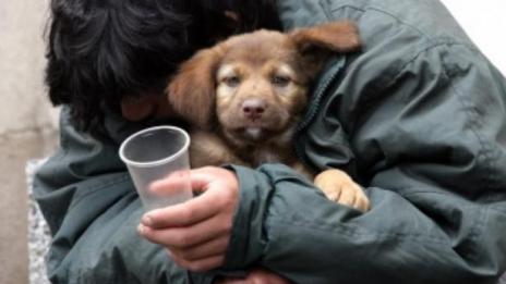 Правят приют за 15 бездомници в Добрич