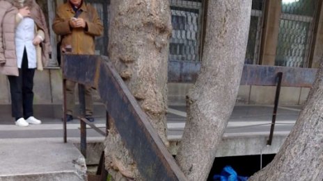 Дървета рушат варненска поликлиника (СНИМКИ)