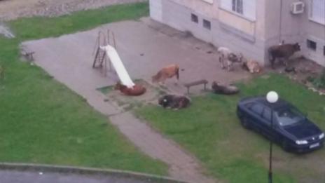 Крави "окупираха" пясъчник на детска площадка