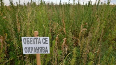 Разбиха оранжерия за канабис край Елхово