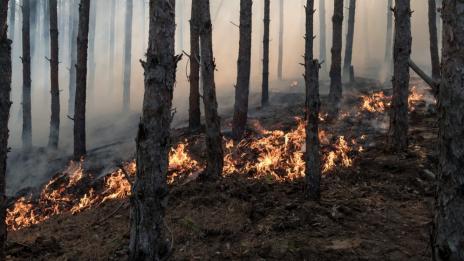 Пожар гори в Странджа планина