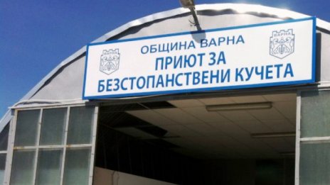 Събират дарения за кучкарника в Каменар
