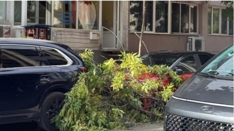 Агроном: Няма достатъчно специалисти за поддръжка и премахване на опасни дървета във Варна