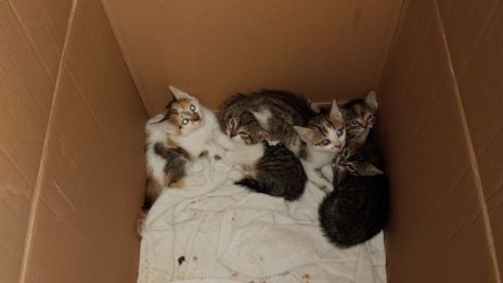 Трети случай на изхвърлени котенца на едно и също място във Варна