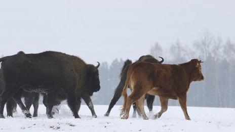 Домашна крава хвана гората