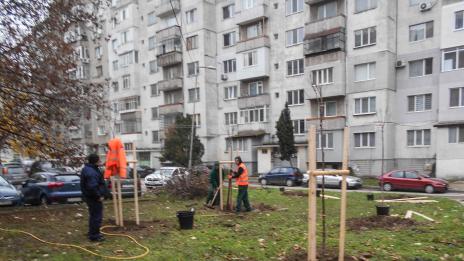 Засадиха още 500 нови фиданки във Варна