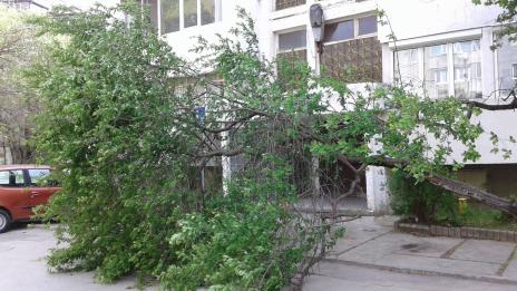 Бурният вятър събори голямо дърво във Варна (+СНИМКИ)
