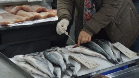 Зарадваха животните във Варненския зоопарк с конфискувана риба