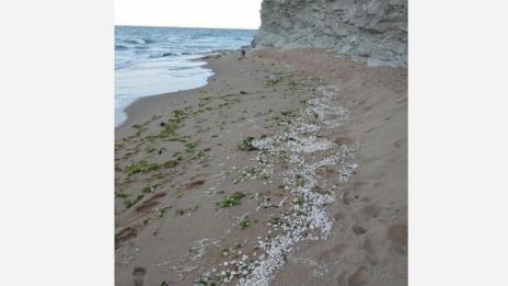 И на "Карадере" пълно с палмово масло