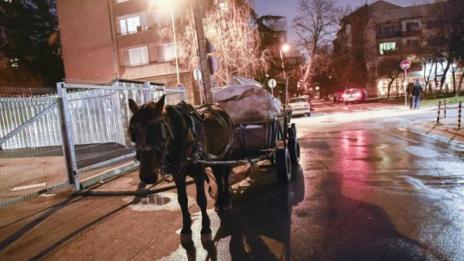 Кобила роди на улица "Гео Милев" в София