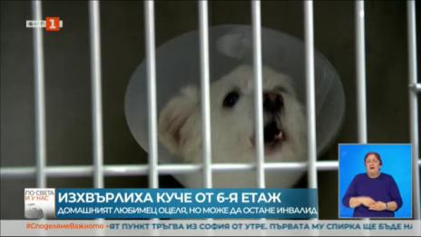 Изхвърлиха куче от шестия етаж