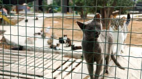 Котешки приют отваря врати в Пловдив