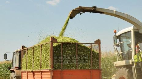 Жътвата на пшеницата в Добричко - при среден добив 557 кг