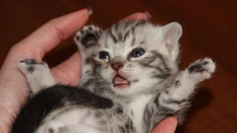 Котката у дома носи 17 ползи за здравето