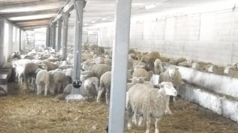 Овцеферма и каруци продават варненските данъчни