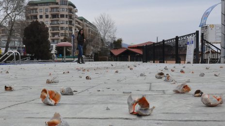 Рапани валят от небето на Златните (СНИМКИ)