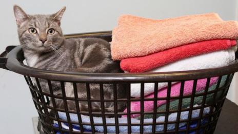 Котаракът Боби го изпраха в пералня, оцеля