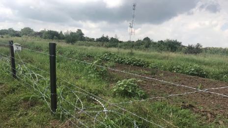 Изградени са 81 км от телената ограда срещу диви свине по границата с Румъния