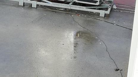 Гларус със счупено крило раздели варненци. Да му помогнат или не?