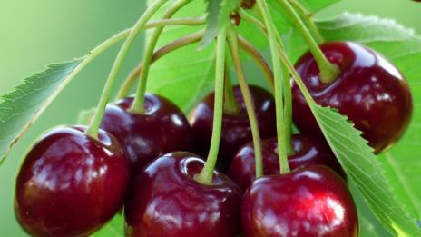 Почти 43% ръст на овощните насаждения