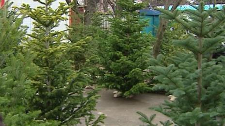 Учени превръщат коледните дървета в пластмаса