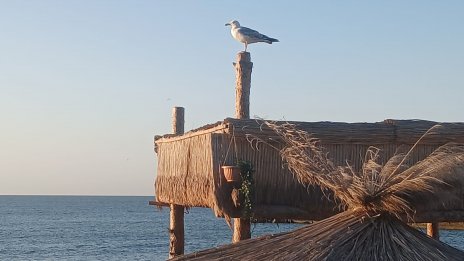 Топло време с температури до 34 градуса днес