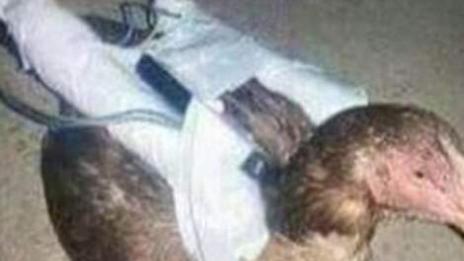 Ново 20?