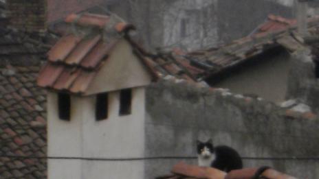Котка оцеля след 6 седмици в комин