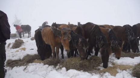 Случаят с бедстващите коне в Осоговската планина не е единичен в Кюстендилско