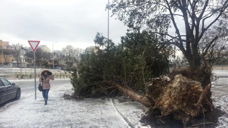 Силният вятър изтръгна огромно дърво на метри от бул.&quot;Владислав&quot; (СНИМКИ)