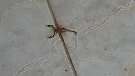 Паника! Нашествие от скорпиони в роден черноморски град (СНИМКИ)