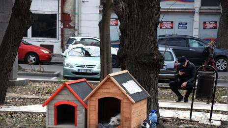 Варненка постави къщички за кучета в центъра на Варна (СНИМКИ)