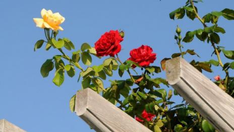 С началото на новата седмица времето се затопля