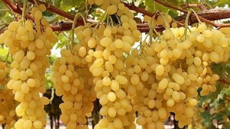 Ще има хубаво вино! Реколтата от грозде била добра  