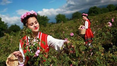 45% повече добив на маслодайната роза 