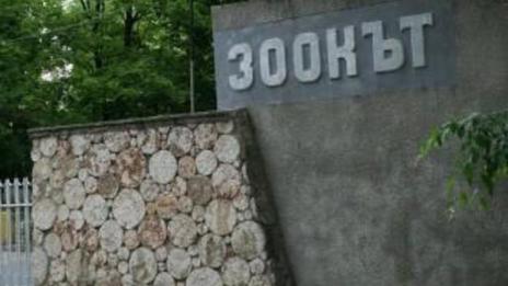 Коледните елхи – храна за животните в зоопарка