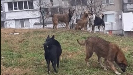 10 000 котки и около 2 000 кучета скитат из Варна