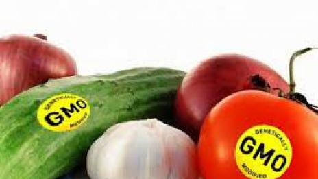 България отстоява позицията си срещу ГМО културите