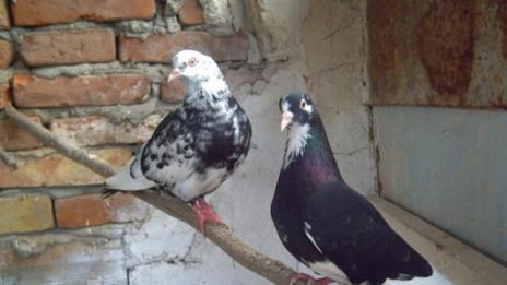 Пожар унищожи 8 гълабарника