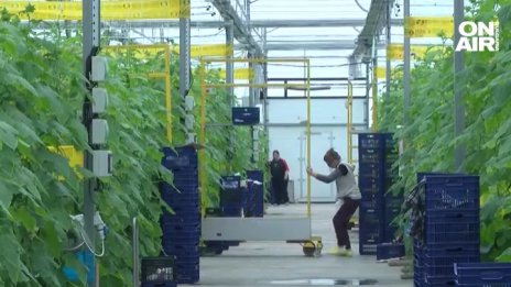 На краставичар – краставиците... 7,50 лв. стигна килото им по магазините!