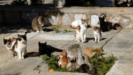 Общината сключи договори за кастрация на улични котки в петте района на Варна