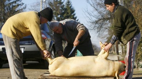 Новото нормално: На "свинска смърт" само с PCR или сертификат