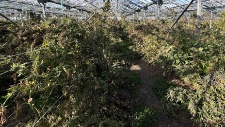 Откриха огромна наркоплантация край Каварна