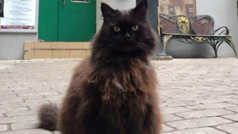 Откраднаха котарака Бегемот от музея "Булгаков"