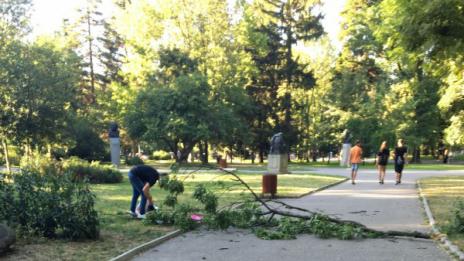 Клон падна върху майка с дете в Борисовата градина