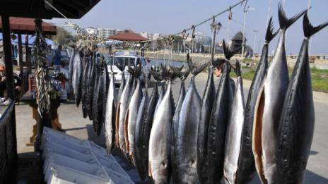 Наслука за рибарите: Морето ври от паламуд